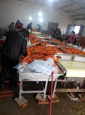 厂家批发销售 红萝卜清洗机 欢迎询价图片_高清图_细节图-菏泽市永兴清洗机制造厂 -